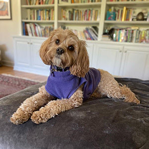 cute dog in a library wearing a purple sweater